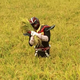 Illustration for article titled In Japan, Theres a Superhero Who...Plants Rice
